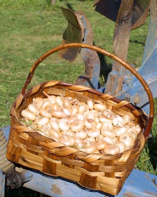 La cipolla borettana protagonista a Sant’Ilario e Parma
