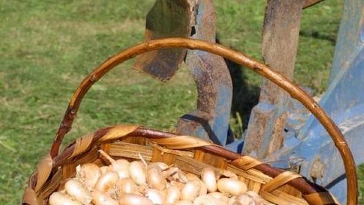 La cipolla borettana protagonista a Sant’Ilario e Parma