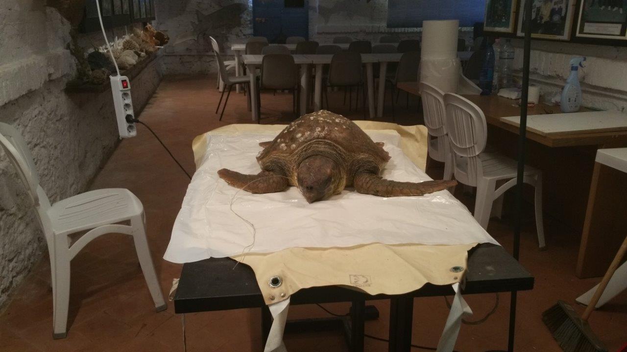 La tartaruga Nora
