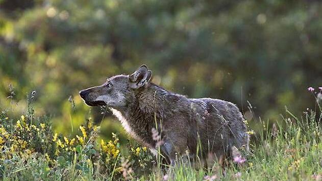Lupi, è emergenza: ora si muove la Provincia