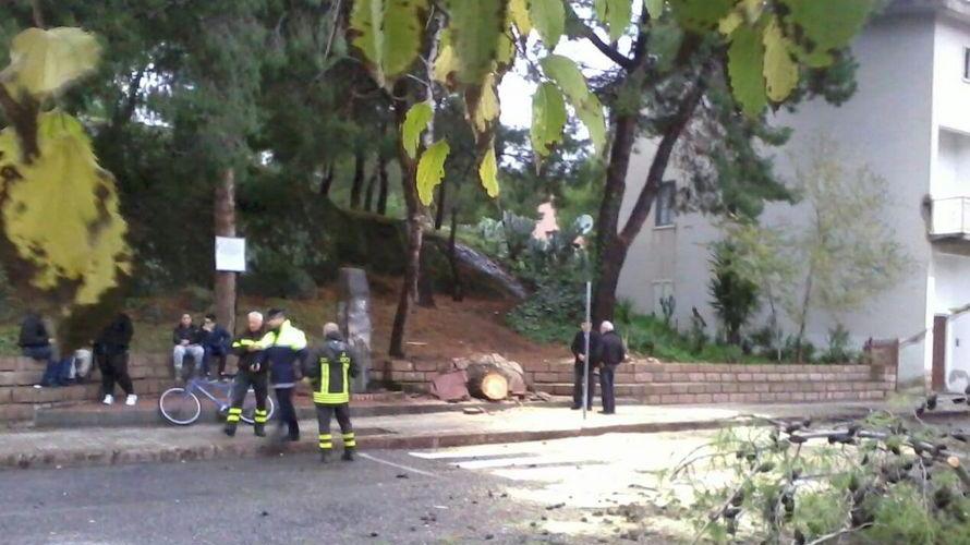 Crolla un pino, traffico in tilt per ore