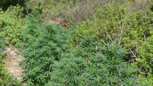 Maxi piantagione di cannabis: 3 arresti 