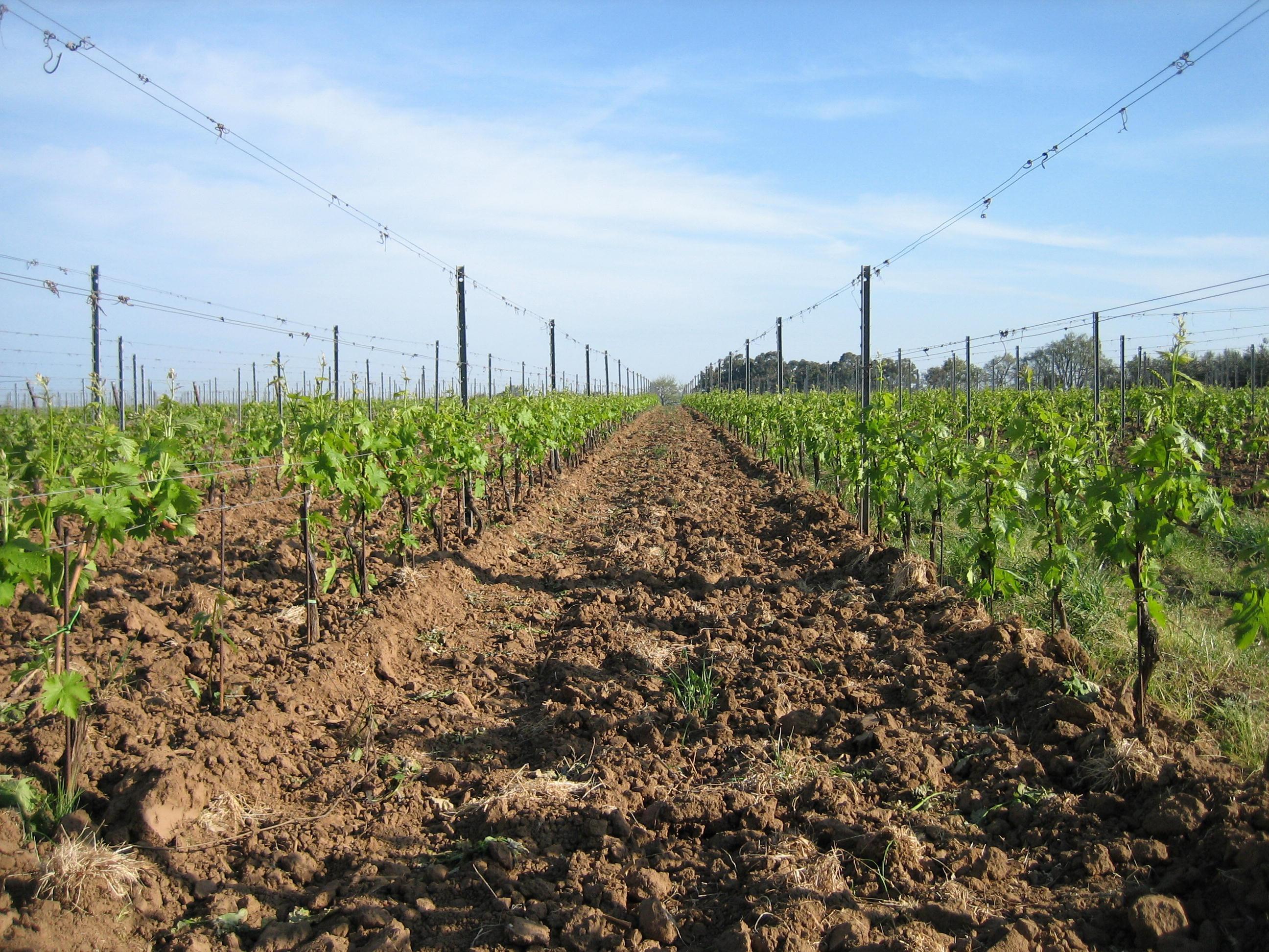 Uno scorcio di un vigneto nella campagna di Bolgheri