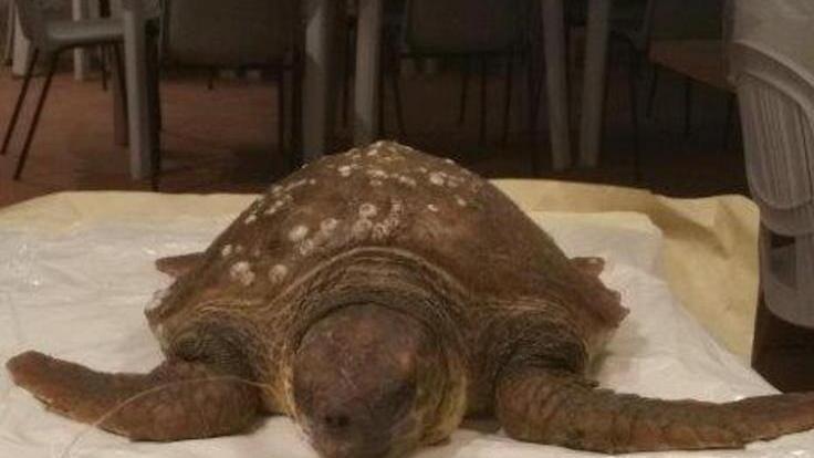 È morta la tartaruga soccorsa dai sub a Punt’Ala