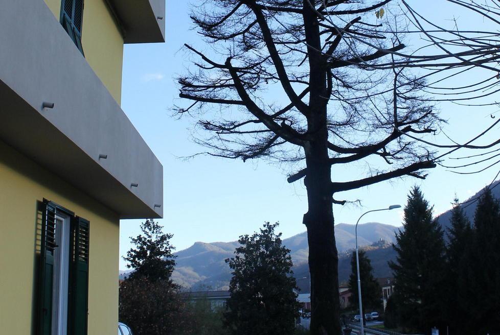 Abbattuto lo storico cedro del Libano