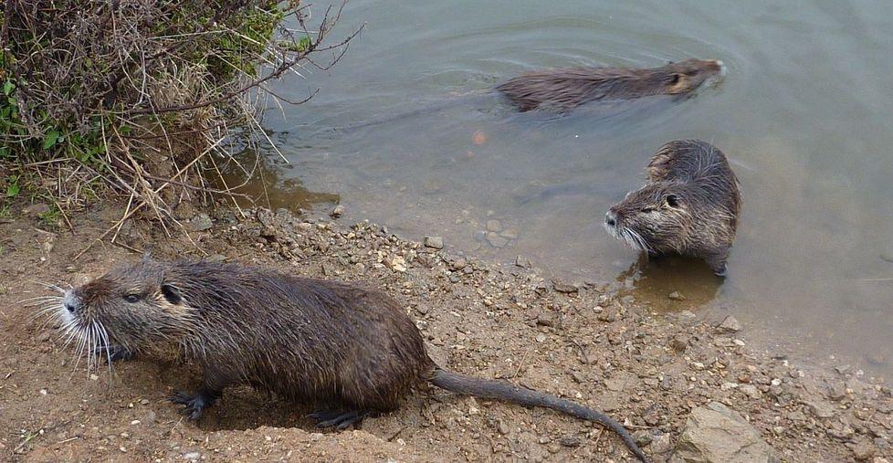 L’invasione delle nutrie si estende anche alla città 