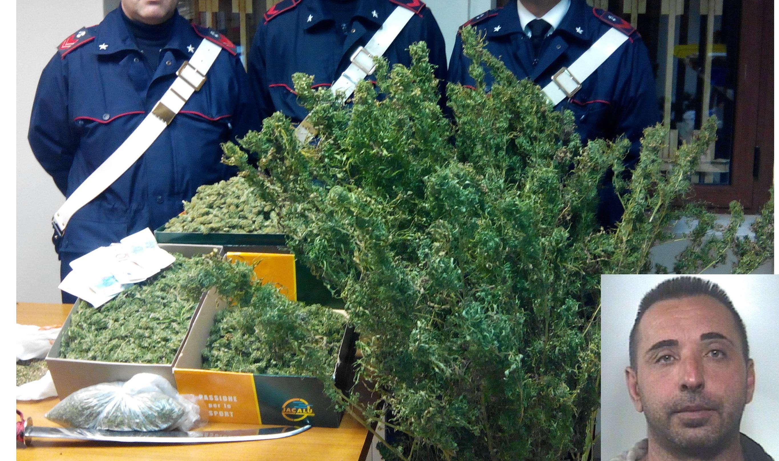 Le piante di marijuana sequestrate, Raimondo Cadeddu arrestato dai carabinieri (nel riquadro)