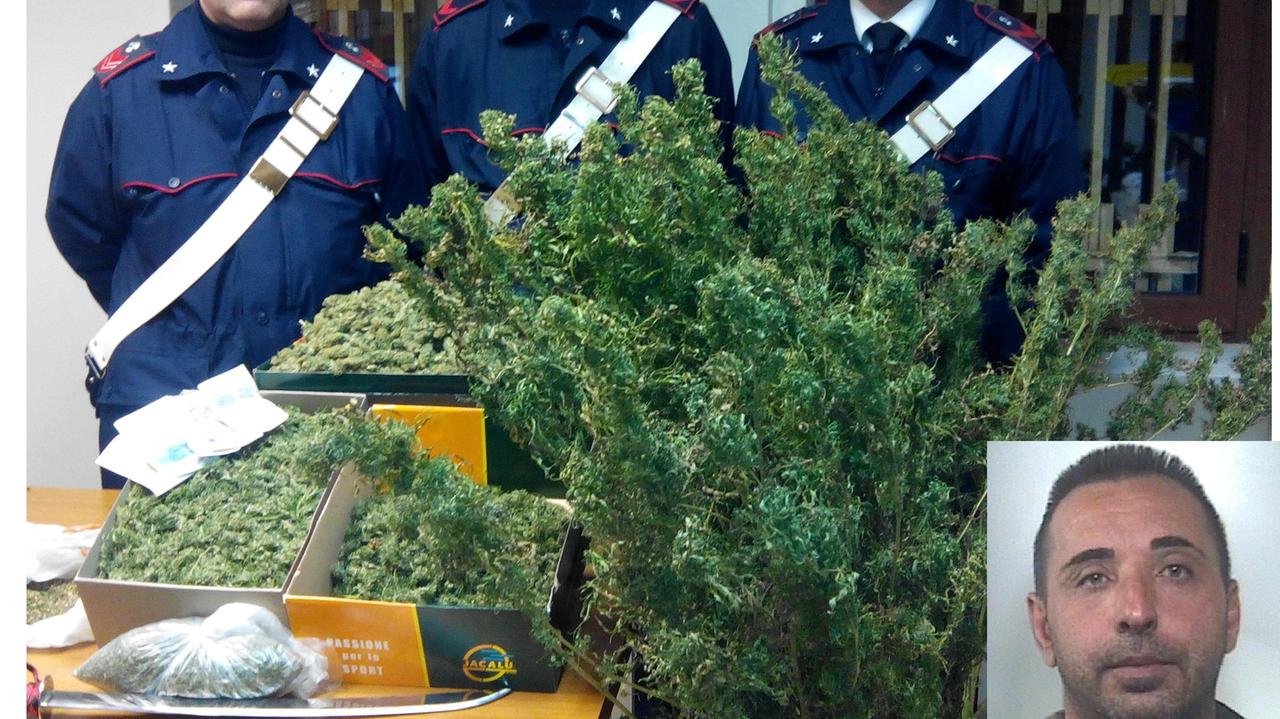 Le piante di marijuana sequestrate, Raimondo Cadeddu arrestato dai carabinieri (nel riquadro)