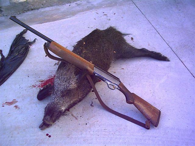 Un cinghiale ucciso da un bracconiere