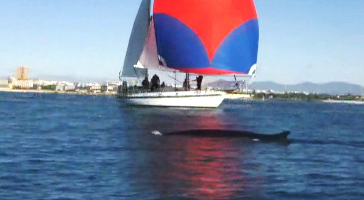 Nella regata Telethon spunta una balena accanto alla barca di Enrico Magagnini (video di Luciano De Nigris)