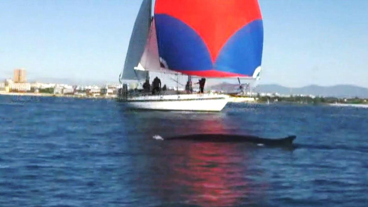 Nella regata Telethon spunta una balena accanto alla barca di Enrico Magagnini (video di Luciano De Nigris)