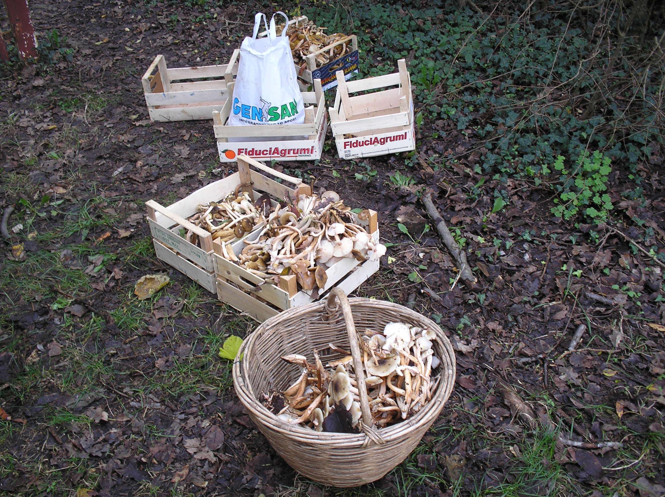 I funghi sequestrati