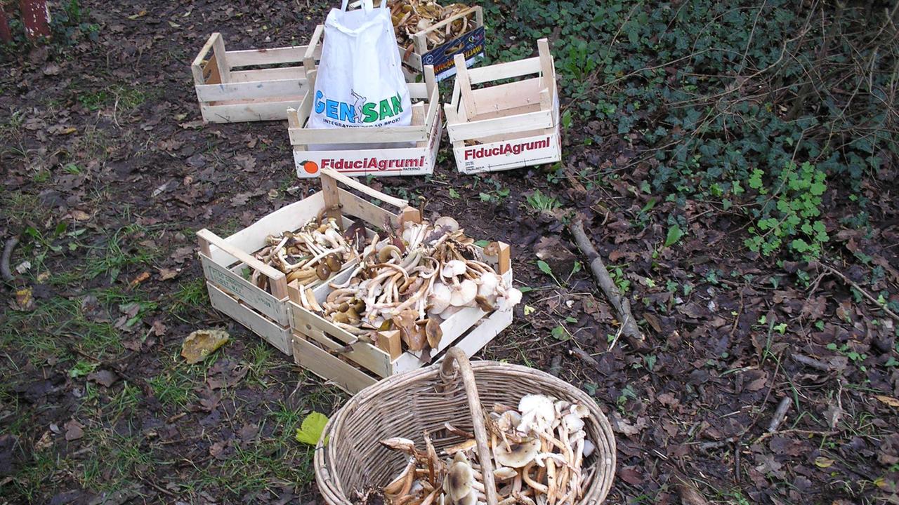 I funghi sequestrati