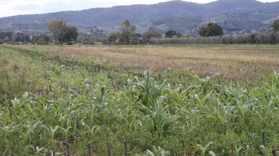 Distrutto il paesaggio del verde