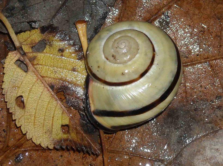 Ecco le immagini più belle del bosco 