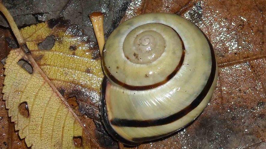 Ecco le immagini più belle del bosco