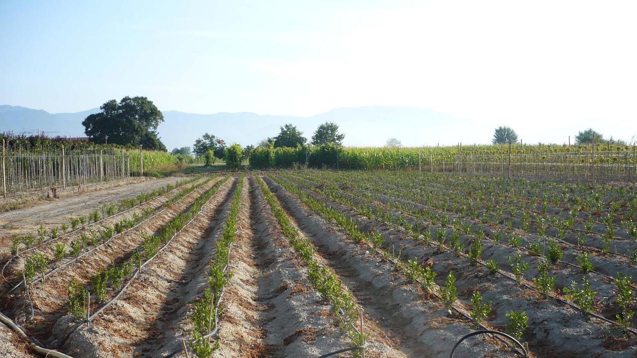 Gli esperti del verde alla scoperta di Pistoia