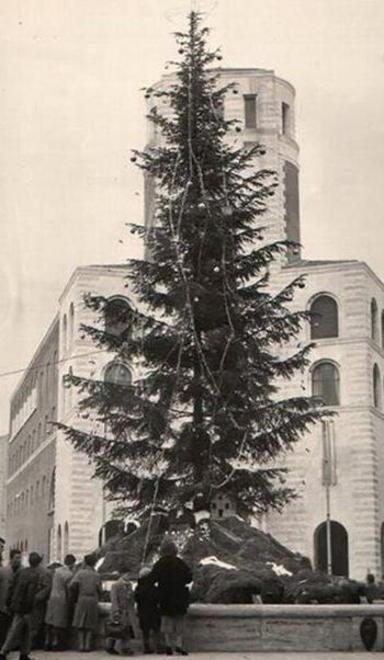 «Un albero per piazza della Vasca» 