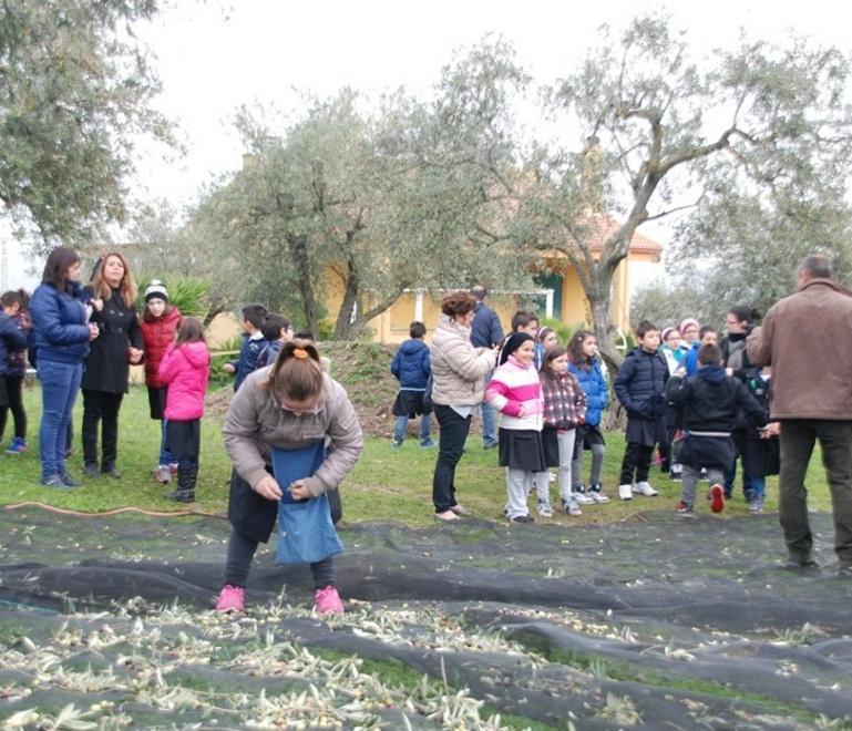 I bimbi delle elementari a scuola di olivicoltura 