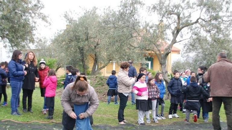 I bimbi delle elementari a scuola di olivicoltura