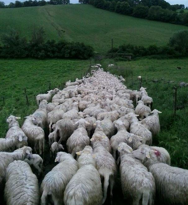 Colpo grosso a “Crabai” rubati più di cento ovini