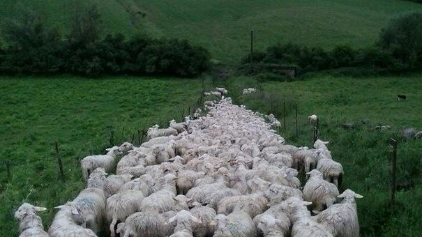 Colpo grosso a “Crabai” rubati più di cento ovini