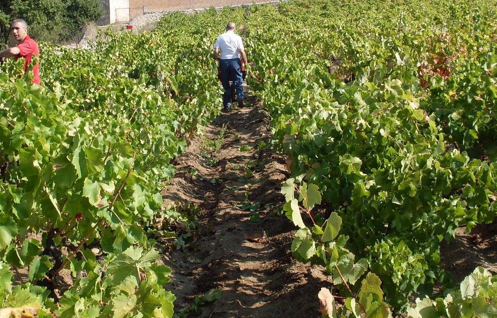 Creme al cannonau, la bellezza del futuro 