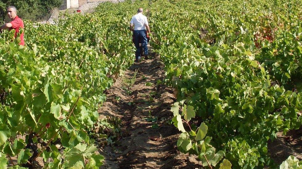 Creme al cannonau, la bellezza del futuro