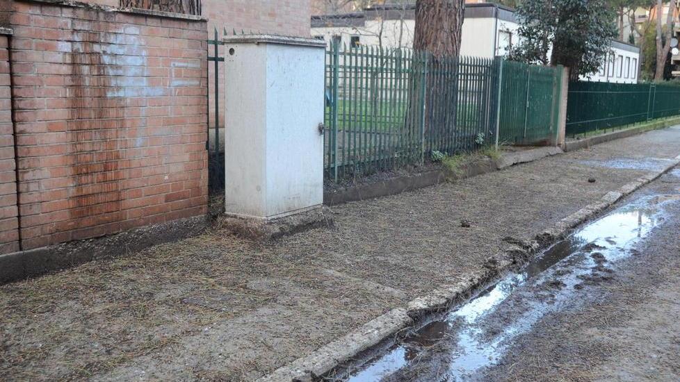 Invasione di storni, proteste per il guano