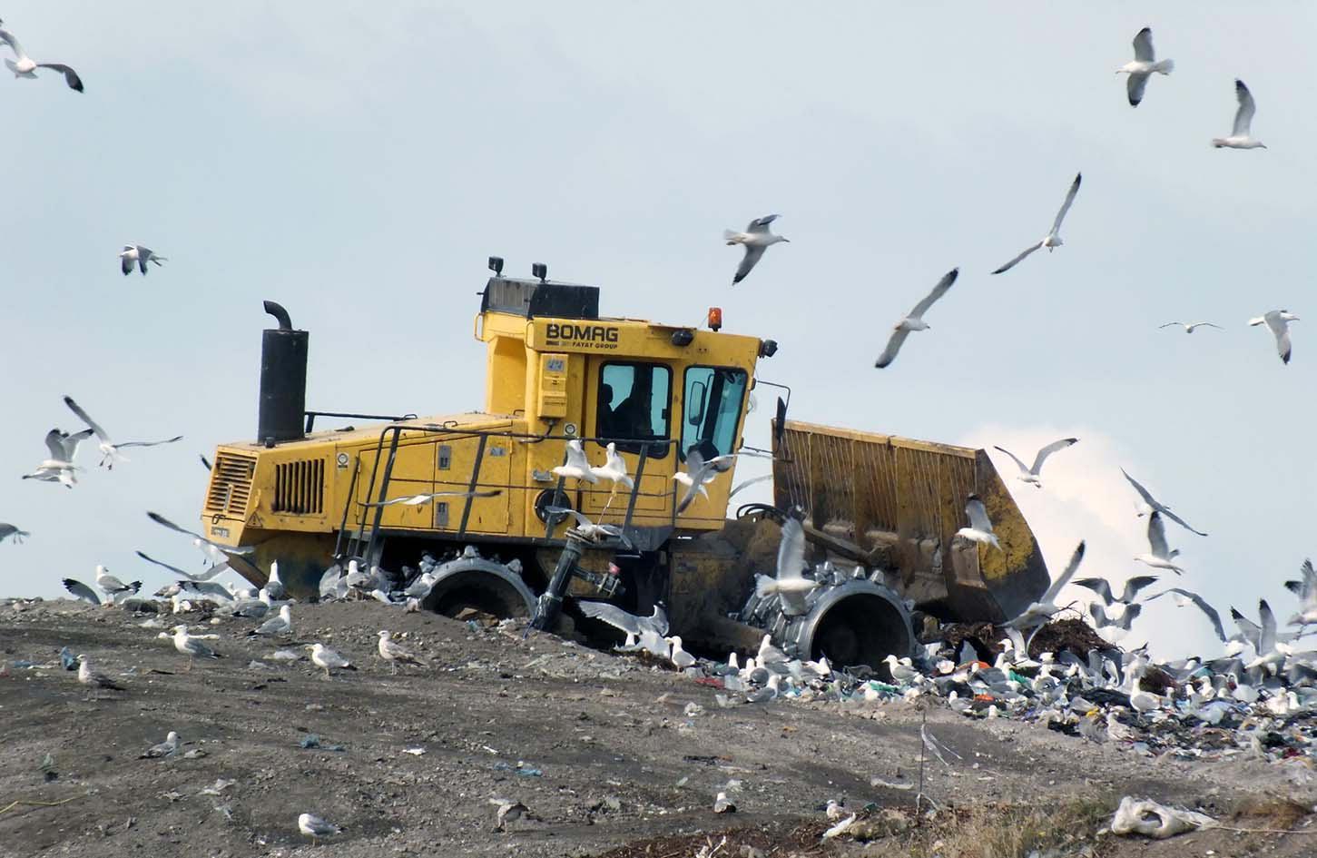 La discarica di Piombino "assediata" dai Gabbiani (foto Paolo Barlettani)