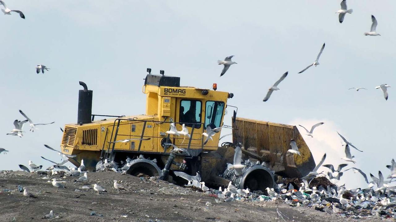 La discarica di Piombino "assediata" dai Gabbiani (foto Paolo Barlettani)