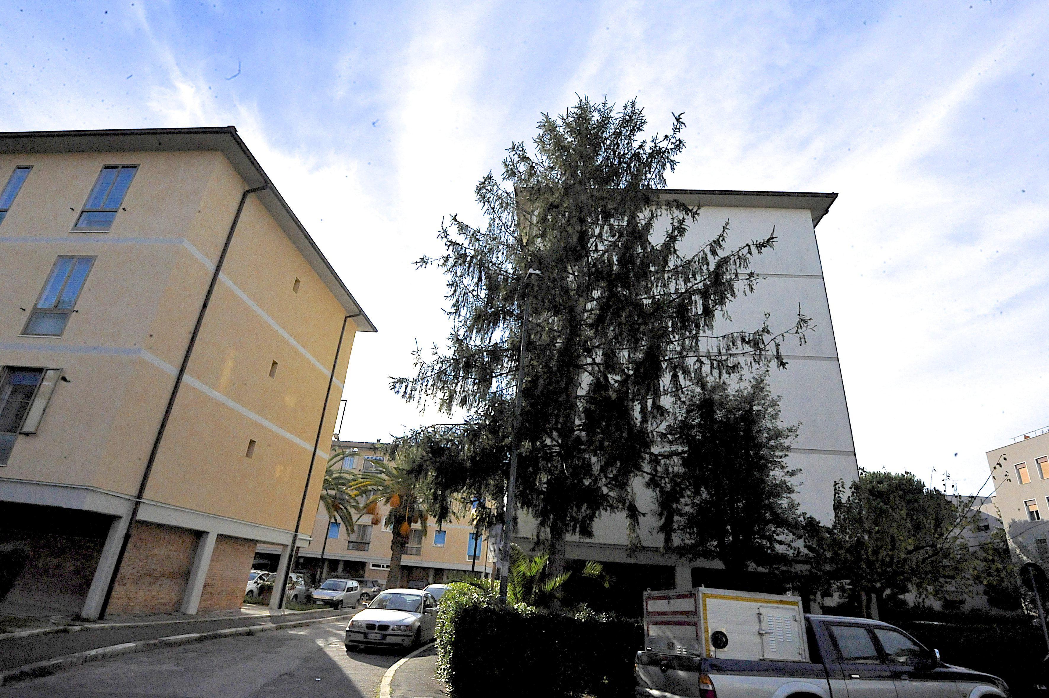 L'abete piantato 45 anni fa vicino al palazzo condominiale (foto Bf)