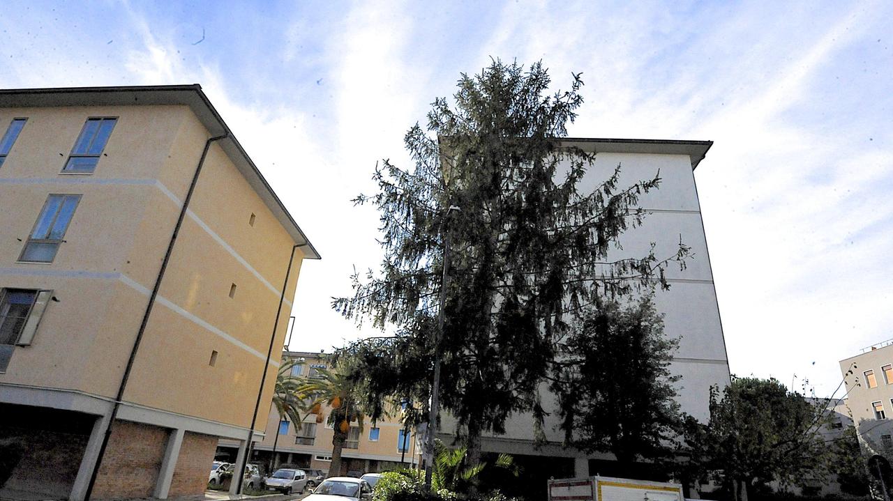 L'abete piantato 45 anni fa vicino al palazzo condominiale (foto Bf)