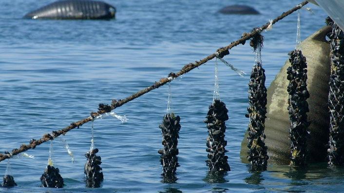 Cozze, in arrivo il bando per le concessioni nel golfo