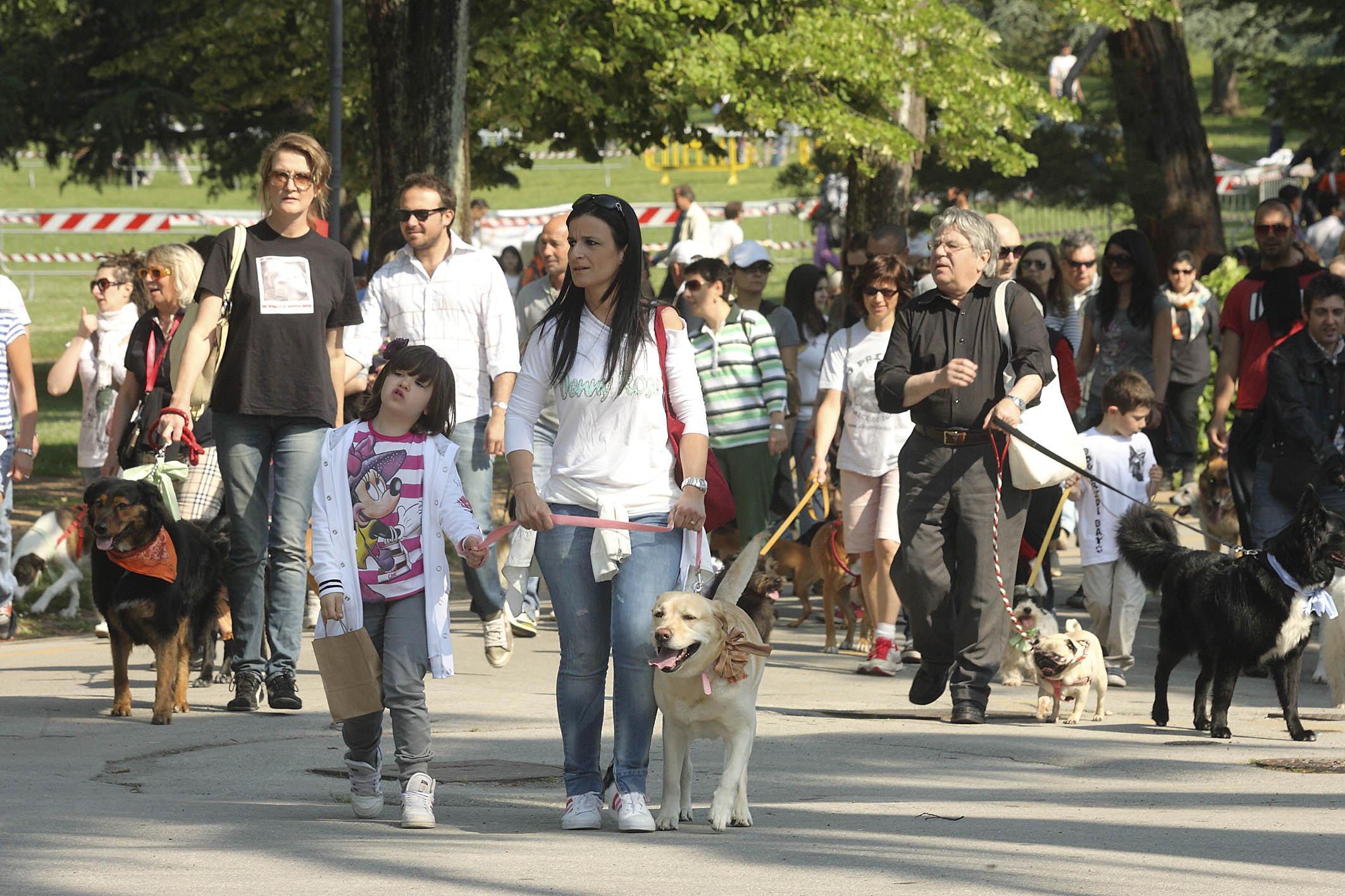Cani in passeggiata