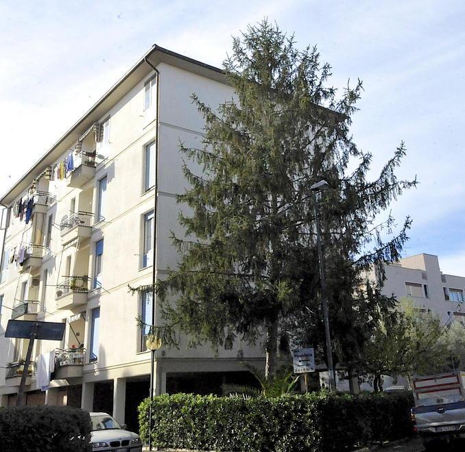 L'abete al centro della vicenda a Barbanella