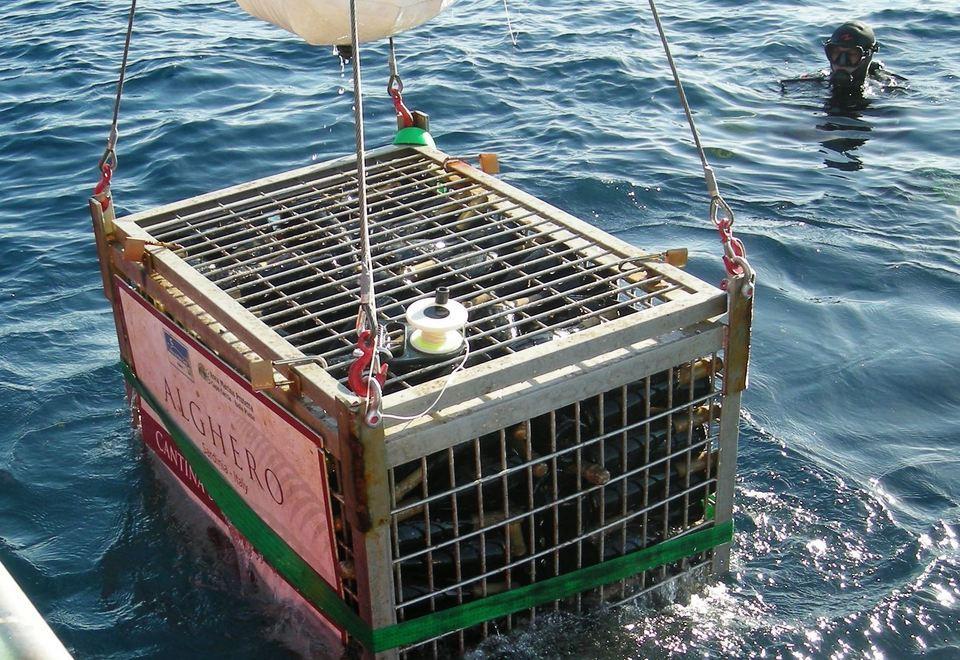 Ecco 700 bottiglie di spumante “marino” 