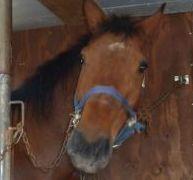 Nuova vita per il cavallo sequestrato al macello
