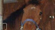 Nuova vita per il cavallo sequestrato al macello