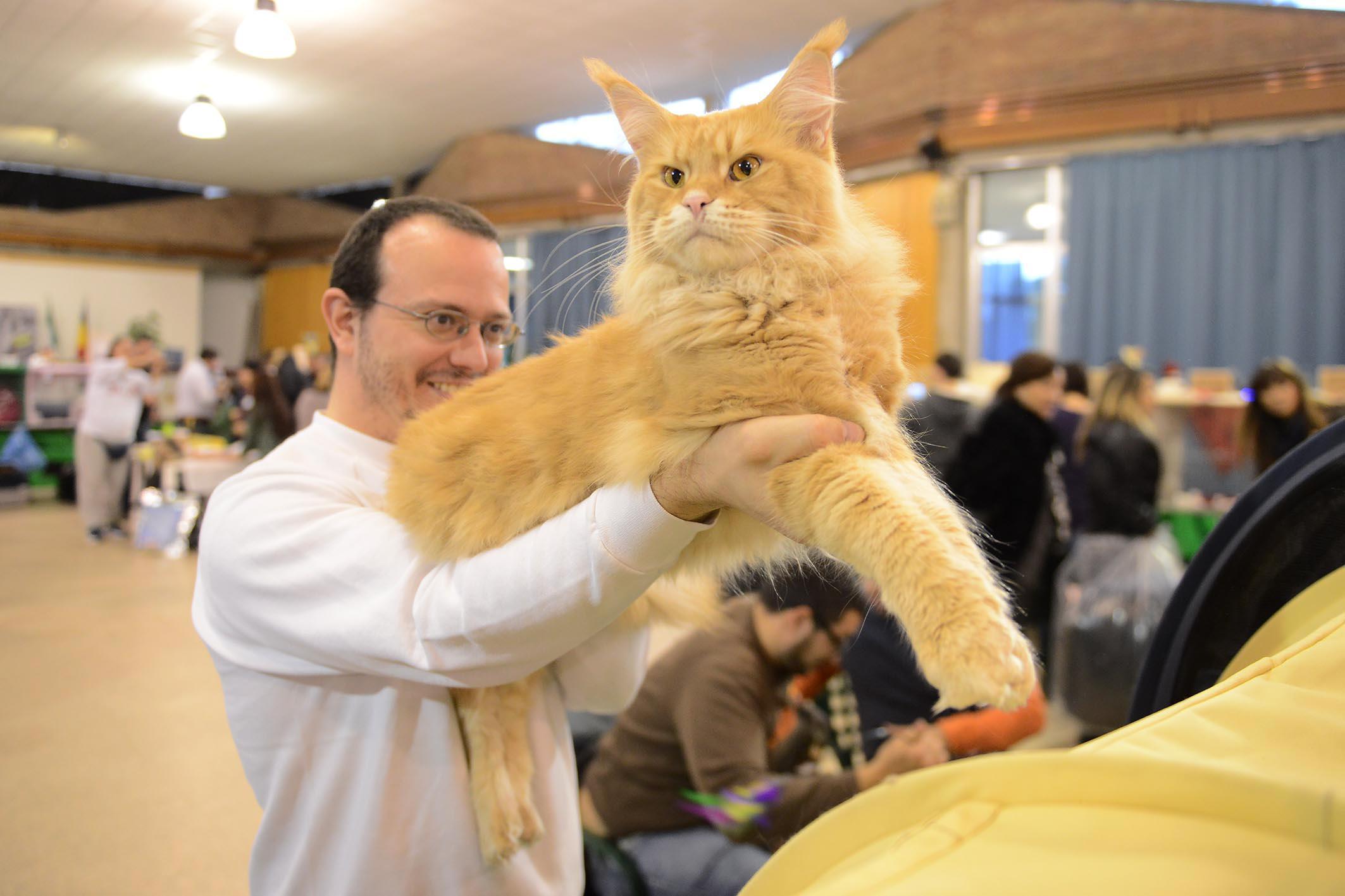 Uno dei gatti partecipanti all'esposizione felina (Foto Agenzia Carlo Sestini)