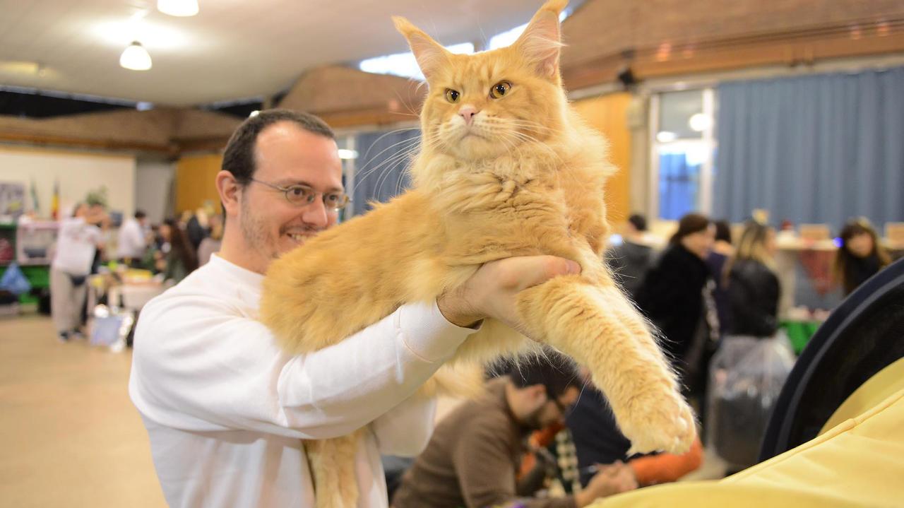 Uno dei gatti partecipanti all'esposizione felina (Foto Agenzia Carlo Sestini)