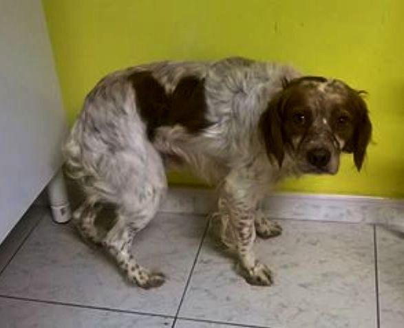 Il cane salvato