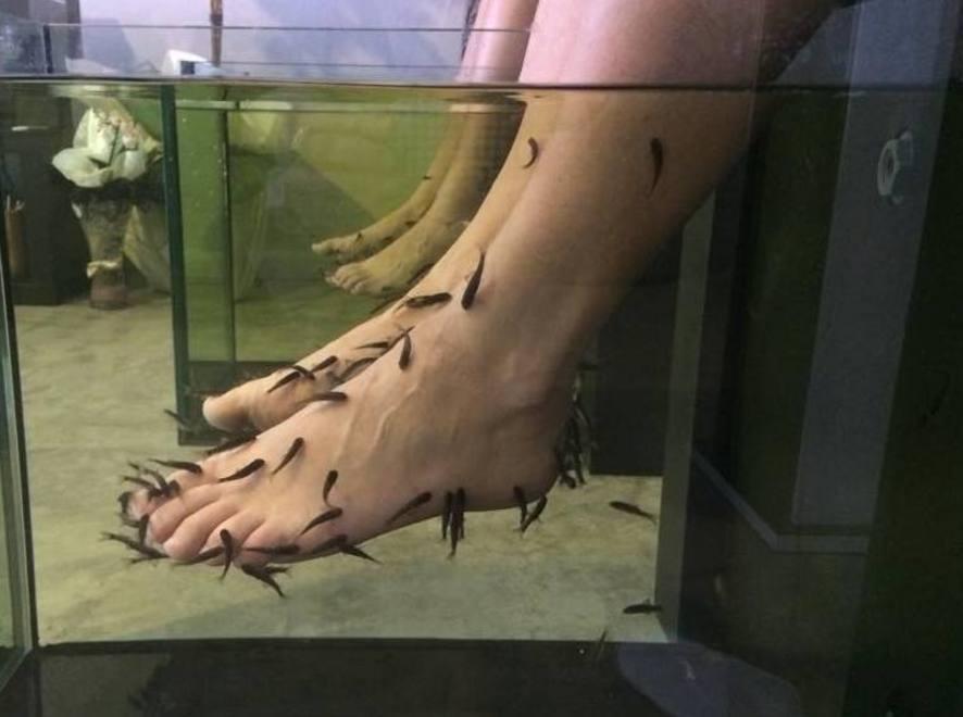 Con la fish-therapy il pedicure è un... pesce 