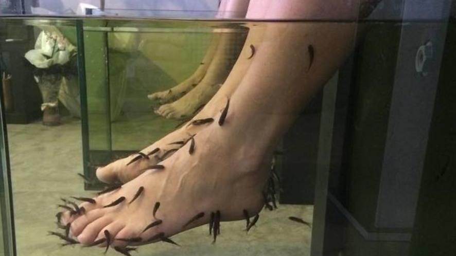 Con la fish-therapy il pedicure è un... pesce