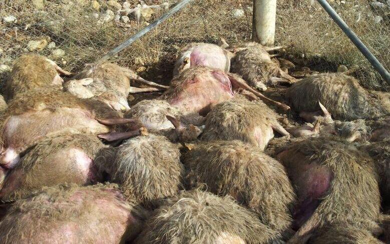 Predazioni, 225mila capi uccisi in provincia 