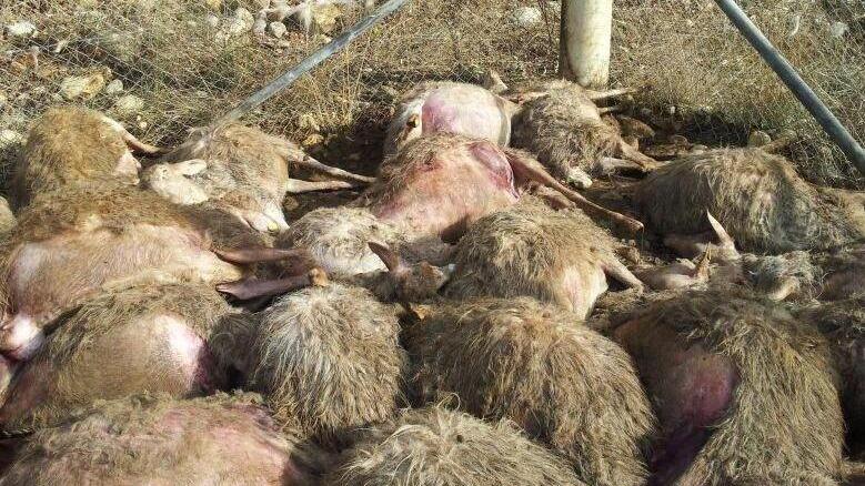 Predazioni, 225mila capi uccisi in provincia