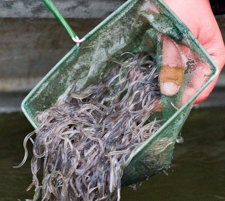 Pesca delle cèe: si rischia il sequestro della barca 