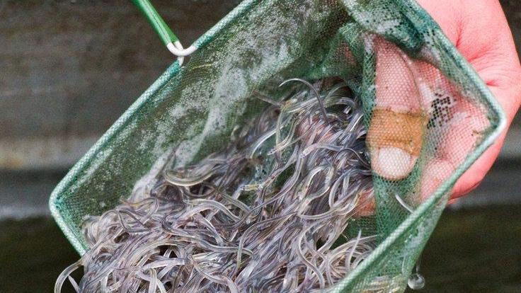 Pesca delle cèe: si rischia il sequestro della barca