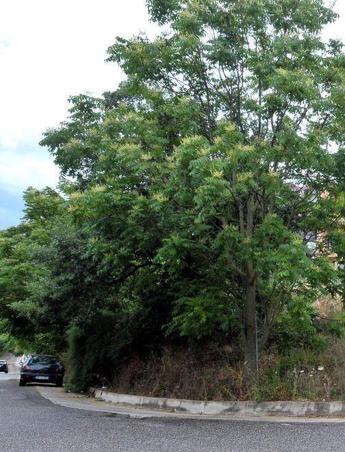 Orti urbani bene da valorizzare 