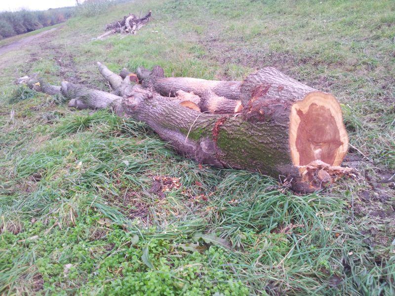 Allarme per il taglio degli alberi sulla ciclabile